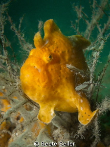 I'am the boss , yellow frog fish at the jetties by Beate Seiler 